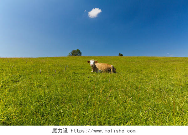 躺在蓝色的天空背景上的绿色草地上的单个牛